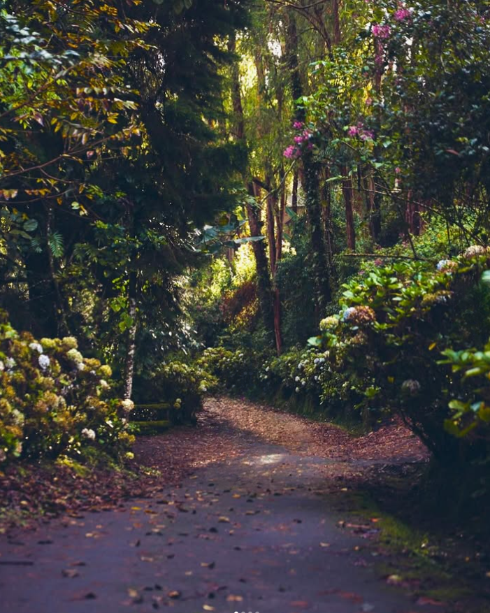 Cloud House nature forest path
