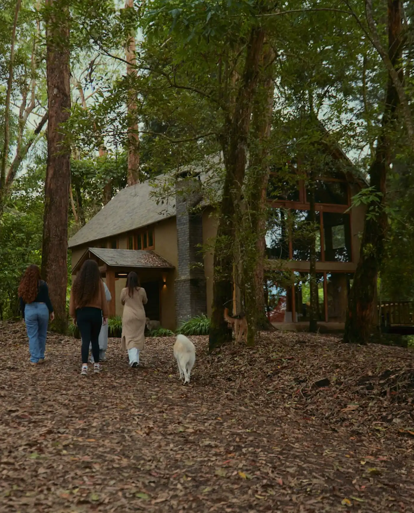 Forest sanctuary with modern house