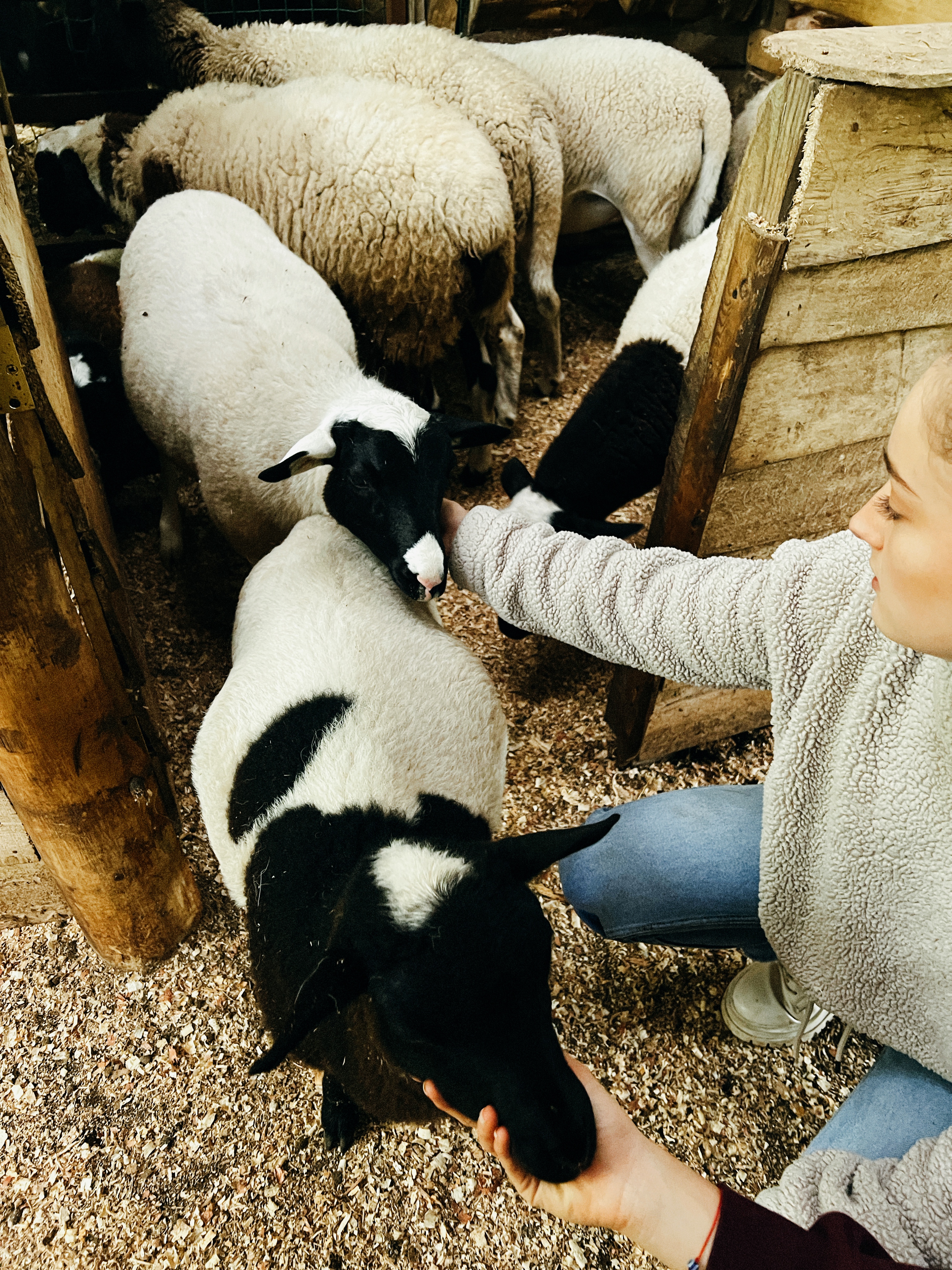 Farm Life Sheep Interaction