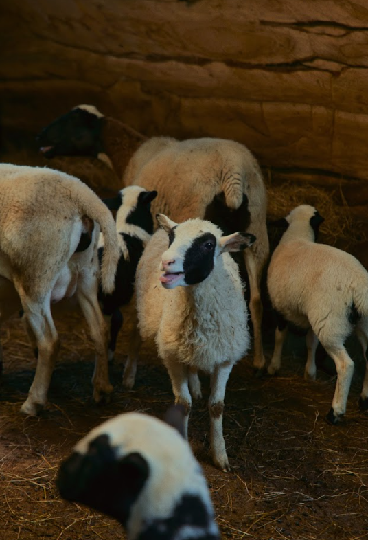 Farm animals at Cloud House